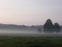 Krajobraz w porannej mgle owiany tajemnicą