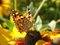 Motyl w ogrodzie