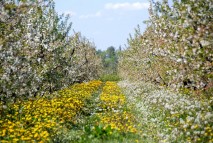 Wiosna w sadzie, czyli Sadkowice jako gmina kwitnącej wiśni