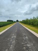 Droga asfaltowa w miejscowości Gacpary. Po lewej stronie krzaki czarnej porzeczki, po prawej stronie sad jabłoniowy.