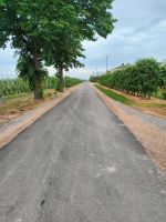 Droga asfaltowa w miejscowości Zaborze. Po prawej stronie widoczny sad jabłoniowy, po lewej stronie widoczne dwa duże...